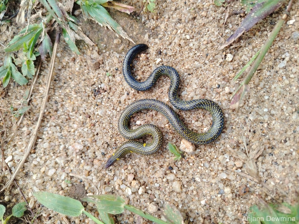 Rhinophis gunasekarai  Wicramasinghe, Vidanapathirana, Wicramasinghe and Gower , 2020